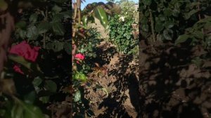 Как вырастить пышный куст розы сорта Пьер Ардити (Ломоносов)