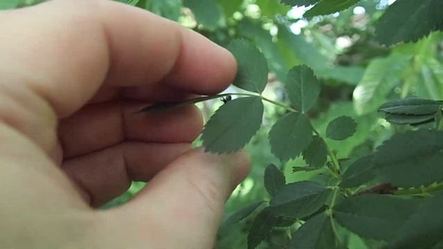 Anting 2021 01 смотреть онлайн