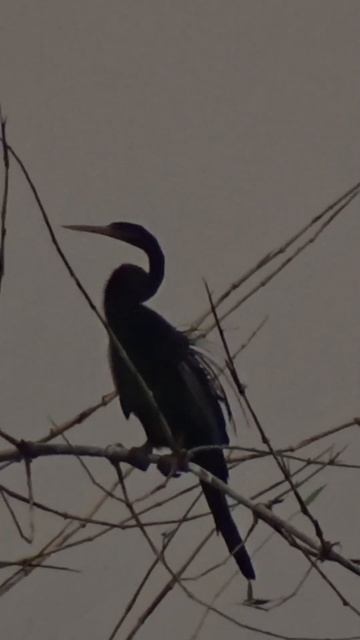 Birdwatching - Anhinga snake bird part - 2 смотреть онлайн