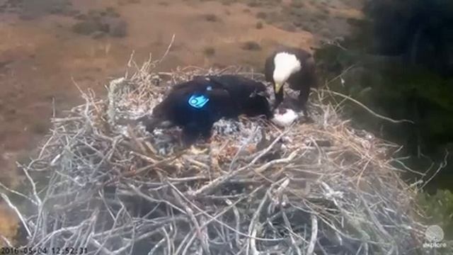 Sauces Canyon Lunchtime - Pacific Loon and Fish 5/4/16 смотреть онлайн