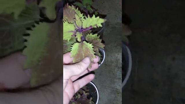 Midnight Farms plant tour 1 смотреть онлайн