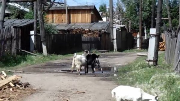 Козлы бодаются