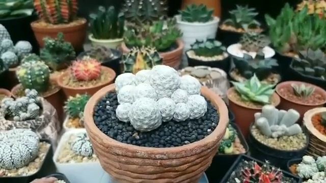 Mammillaria Humboldtii смотреть онлайн
