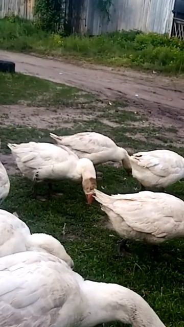 сами себя кормят 👍 смотреть онлайн