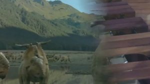 К Сен Санс Ископаемые видео