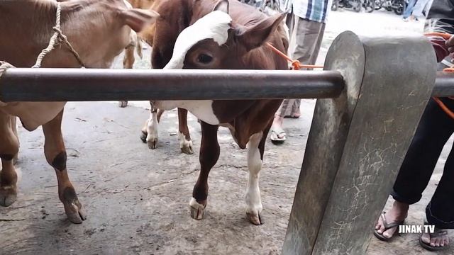 Terbaru Pasar Sapi Paing Pati Sapi Pedetan Dan Sapi Bakalan Sepinya Pembeli Banyak Pedagang Merugi смотреть онлайн