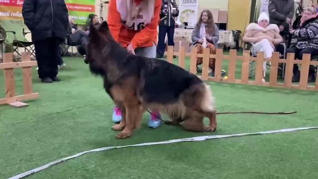 ЮНИОРЫ СУКИ ДШ / КЧК БРОННИЦЫ 8 февраля`25 I.Radulovic Моно немецких овчарок