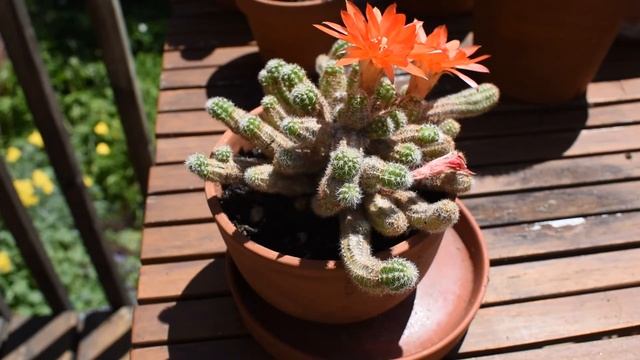 How I Take Care Of Cactus Lobivia Silvestrii (Echinopsis Chamaecereus)