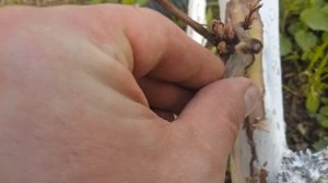 Прививка винограда | Способ прививки винограда дрелью