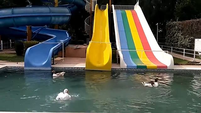 Синхронное плавание или вот кто они, тайные хозяева водных горок смотреть онлайн