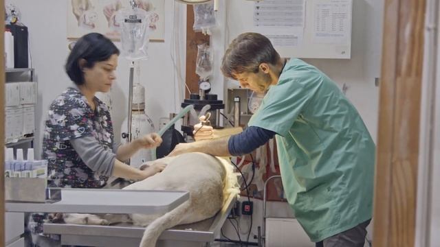 Пса безжалостно выкинули из машины и уехали. А дальше произошло немыслимое! смотреть онлайн