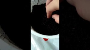 Сажаем дыни в ведёрки. 2 этап.