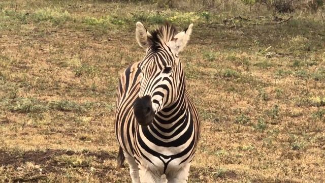 South African Zebra #short смотреть онлайн