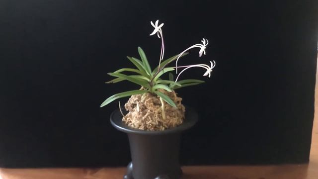 風蘭朱天王復花（Neofinetia falcata) смотреть онлайн