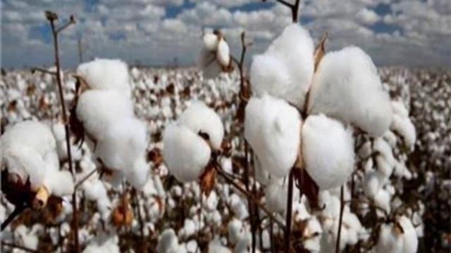 سعر قنطار القطن اليوم وخصوصاً صنف جيزه 96