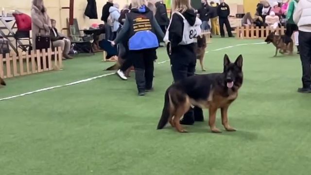 ЮНИОРЫ СУКИ / КЧК БРОННИЦЫ 8 февраля`25 I.Radulovic Моно немецких овчарок