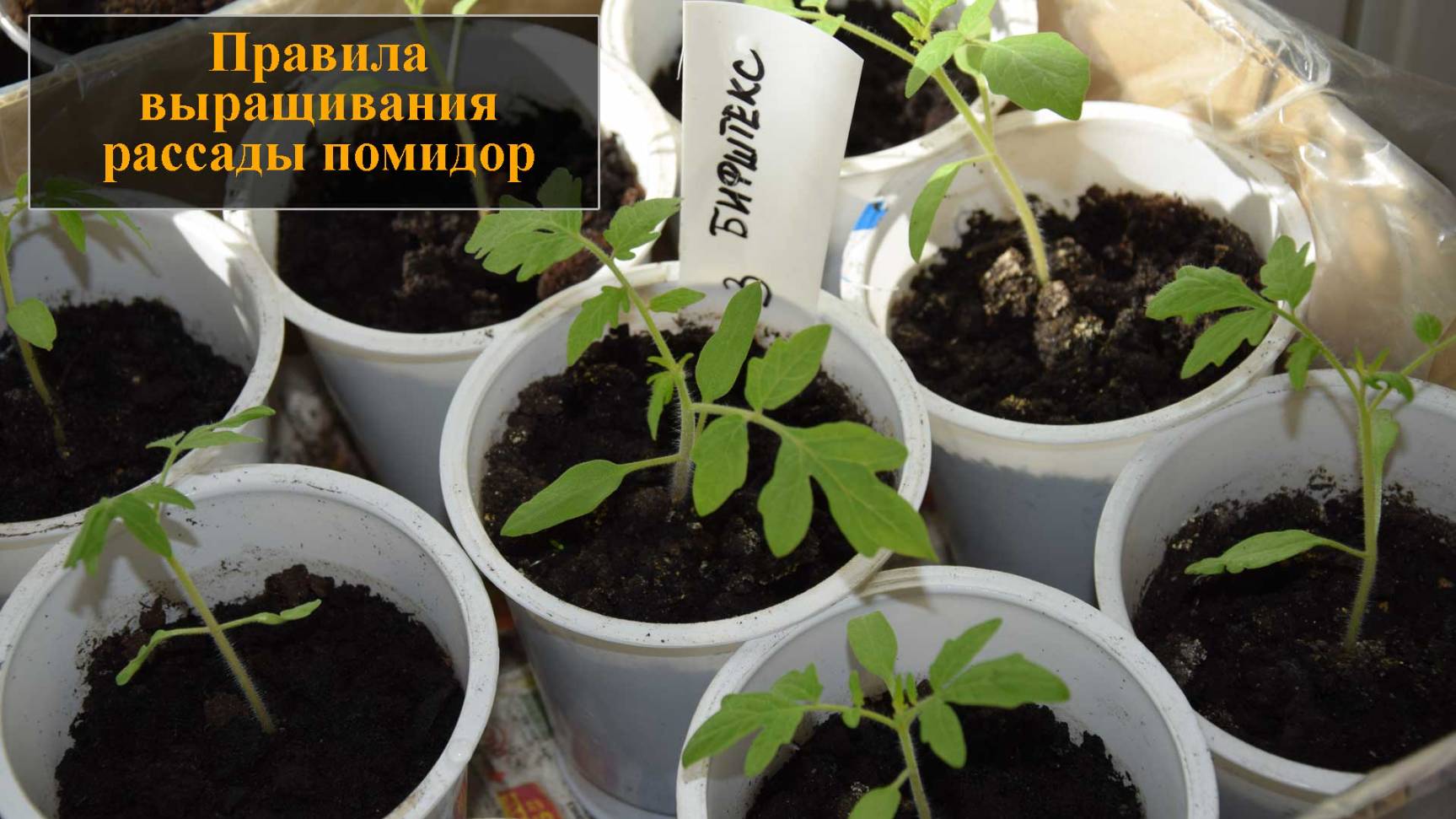 Выращивание рассады помидор смотреть онлайн