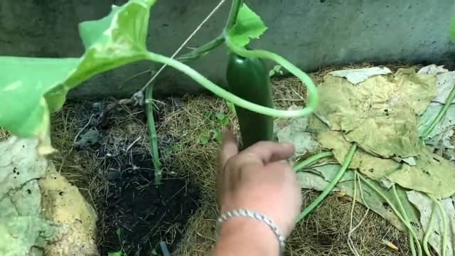 Огурчики смотреть онлайн