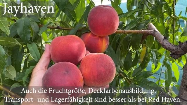 Pfirsich JAYHAVEN - resistent gegen Kräuselkrankheit смотреть онлайн