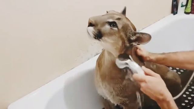 Bathing a big cat смотреть онлайн