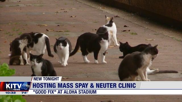 Volunteers needed for mass spay and neuter event at Aloha Stadium смотреть онлайн