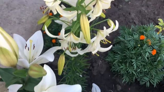 Уфа. Сады. У Зухры Хамматовой смотреть онлайн