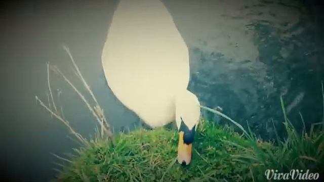 Лебедь\ The Swan смотреть онлайн