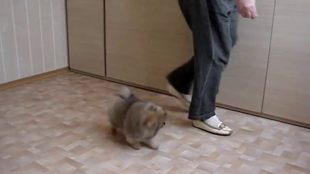 Малышка Лолиточка,возраст 3,5 мес( март,2018) смотреть онлайн