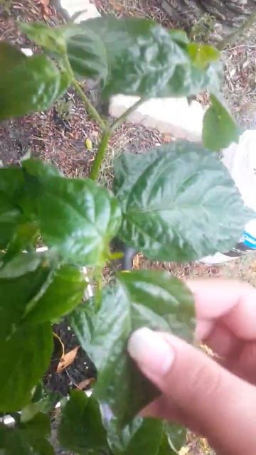 Red Trinidad moruga Scorpion pepper plant -part 1- смотреть онлайн