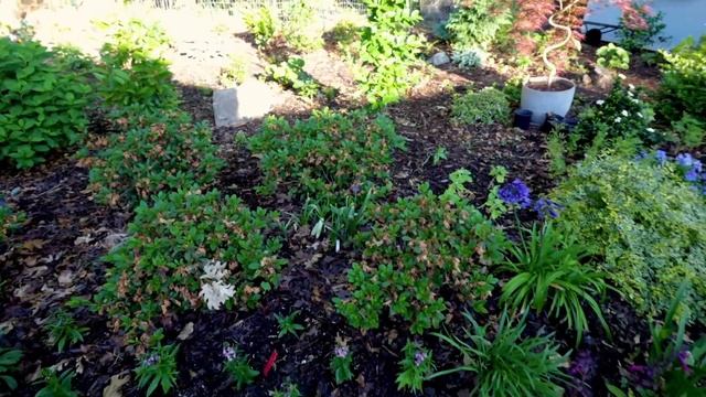 What's Your Favorite Plant? смотреть онлайн