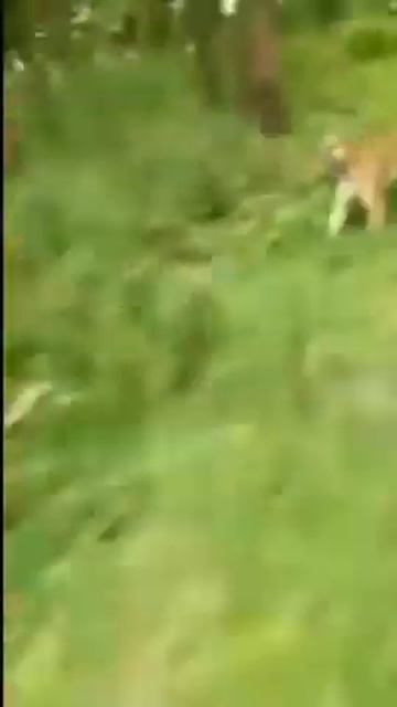 в Индии тигр чуть не сожрал мотоциклистов смотреть онлайн