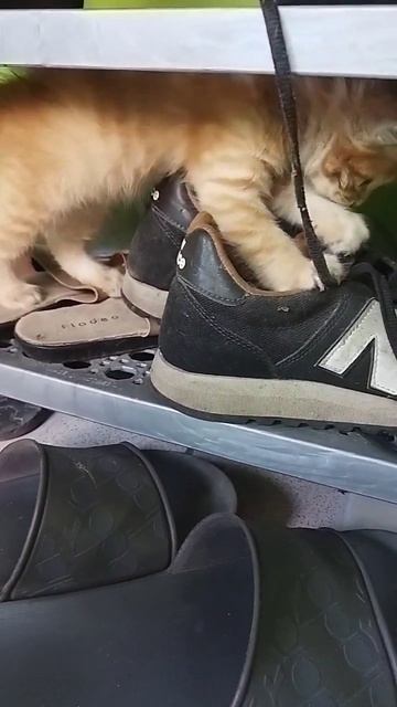 Cute Little Kitten Rummaging Through Shoe Rack смотреть онлайн