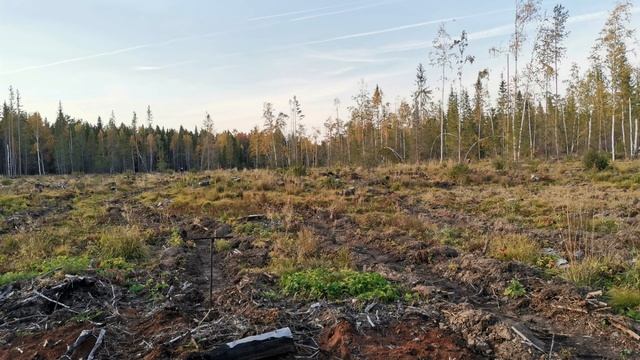Осенняя посадка сеянцев сосны с ЗКС смотреть онлайн