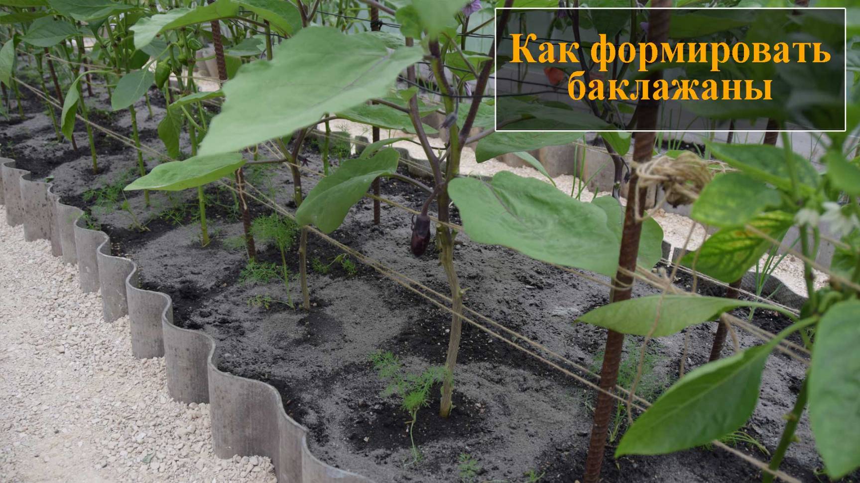 Как формировать баклажаны смотреть онлайн