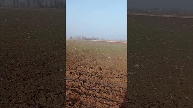пшеница озимой смотреть онлайн