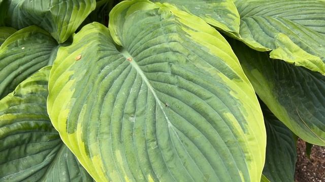 Wu La La Hosta
