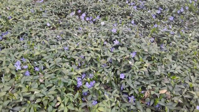 Барвинок.18.04.22 смотреть онлайн