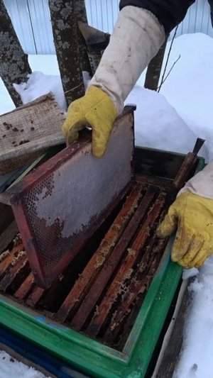 СПАСАЮ ЗИМОЙ ПЧЕЛОСЕМЬЮ ОТ ГОЛОДНОЙ СМЕРТИ.