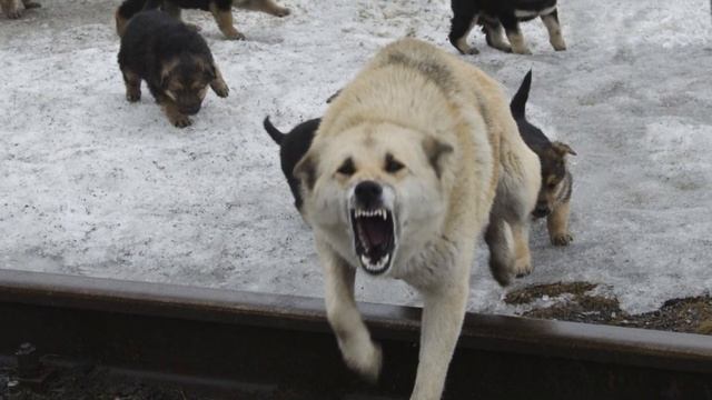 The dog protected the cat from a pack of stray dogs, and she began to lick him смотреть онлайн