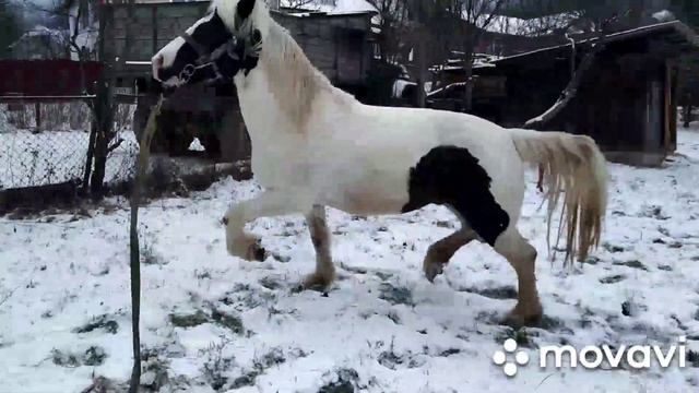 Конь огонь🔥🐎✨stallion, hot blood. смотреть онлайн