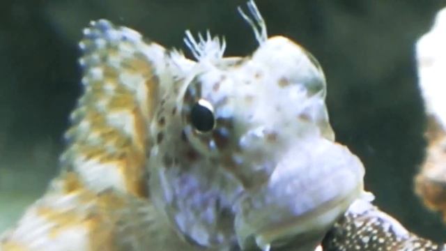 Top 10 Peaceful Freshwater and Marine Aquarium Fish смотреть онлайн