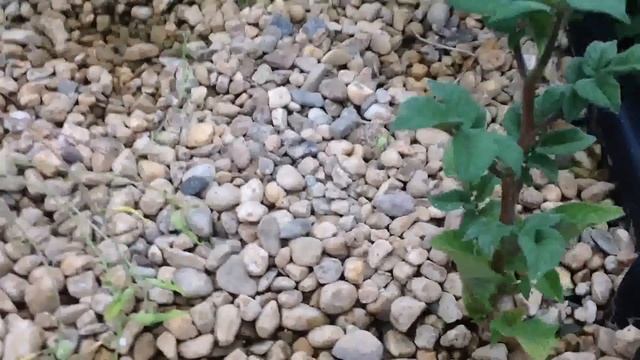 HD Aquaponics Geodome - DIY grow plugs смотреть онлайн