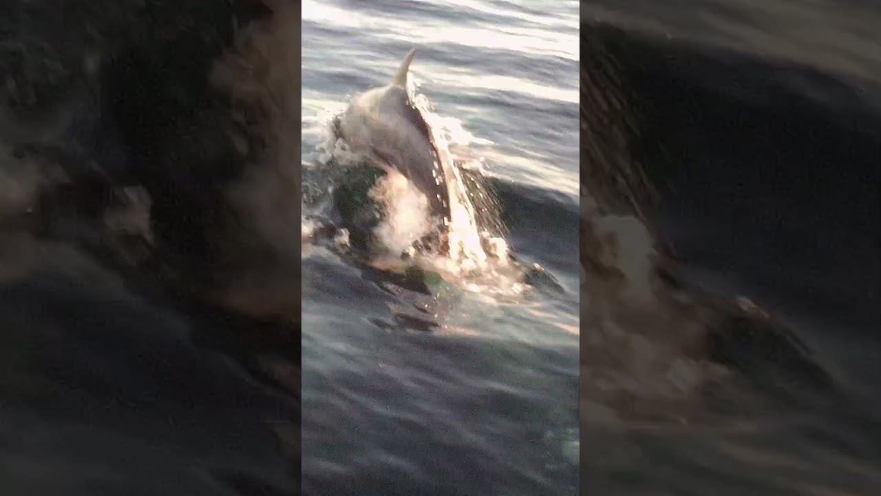 Дельфины чуть катер не пробили #рыбныекотлеты#fihing# смотреть онлайн