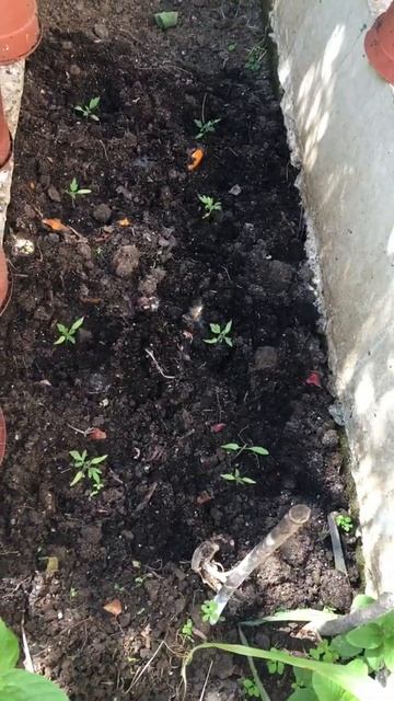 My small garden ..i grow tomatoe 😍 смотреть онлайн