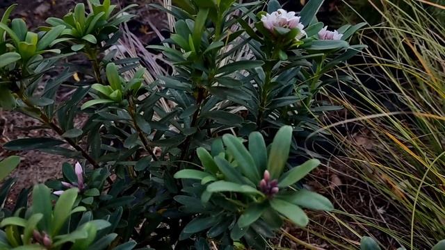 Дафна. Daphne Transatlantica Eternal Fragrance