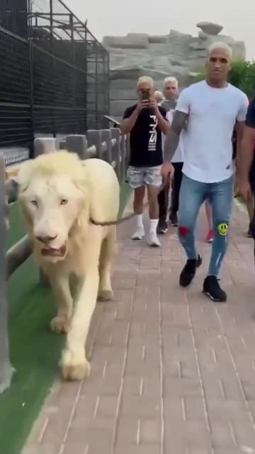 Чарльз Оливейра гуляет с белым львом😮😮 смотреть онлайн