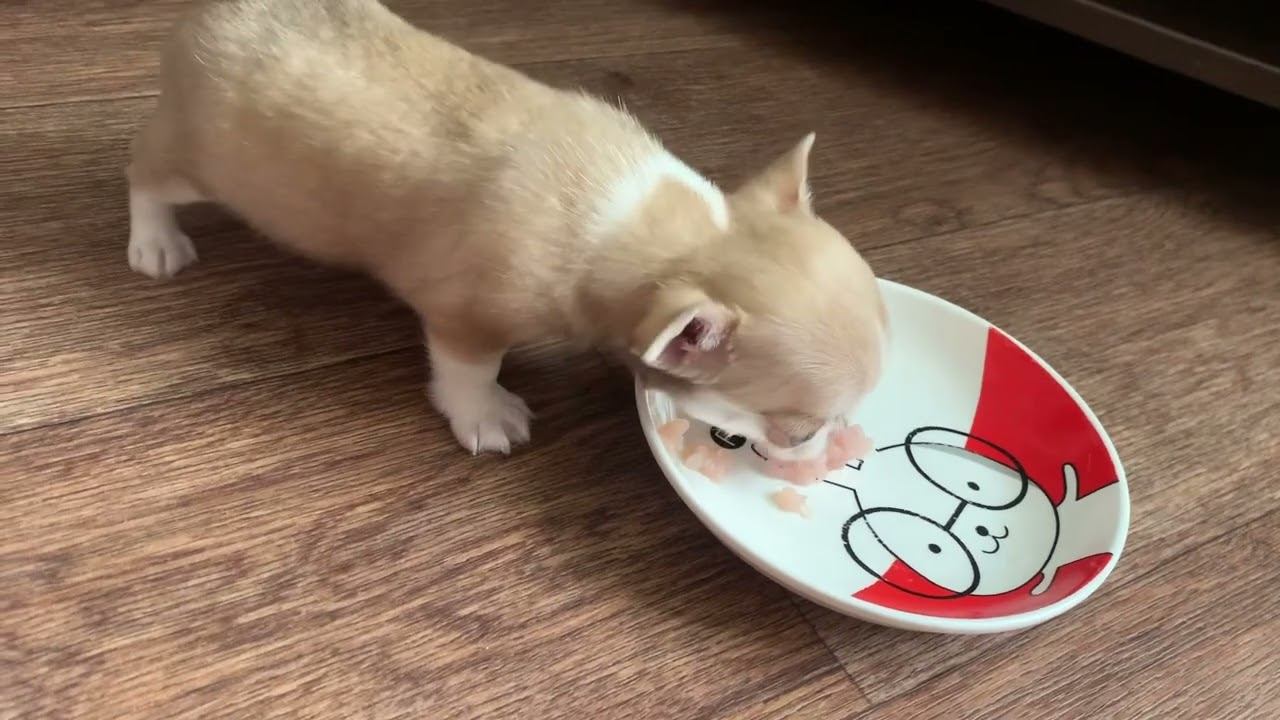 Наш новый член семьи. Молли. Чихуа-хуа.