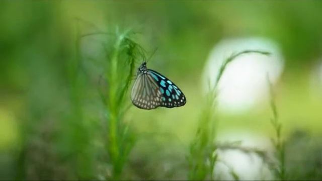 butterfly- nikon d90 смотреть онлайн