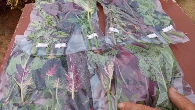 coleus JP mudas uma compra garantida смотреть онлайн