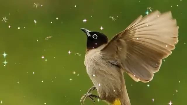 Фозилжон кори- бедана Насихати